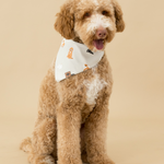Brown dog wearing a cream bandana with dog prints on a beige background