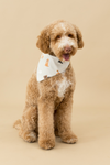 Brown dog wearing a cream bandana with dog prints on a beige background