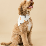 Brown dog wearing a cream bandana with dog prints on a beige background
