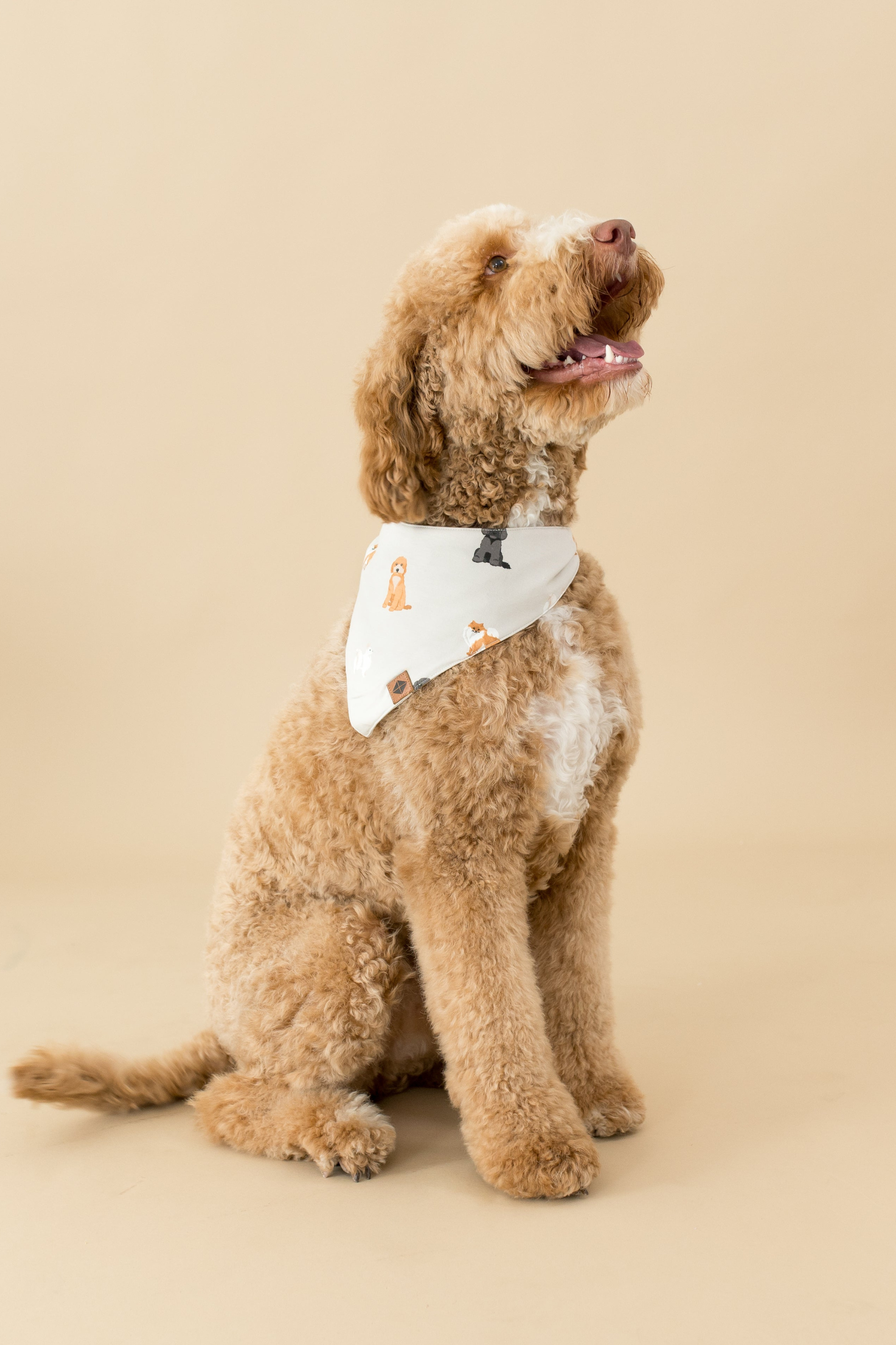 Brown dog wearing a cream bandana with dog prints on a beige background