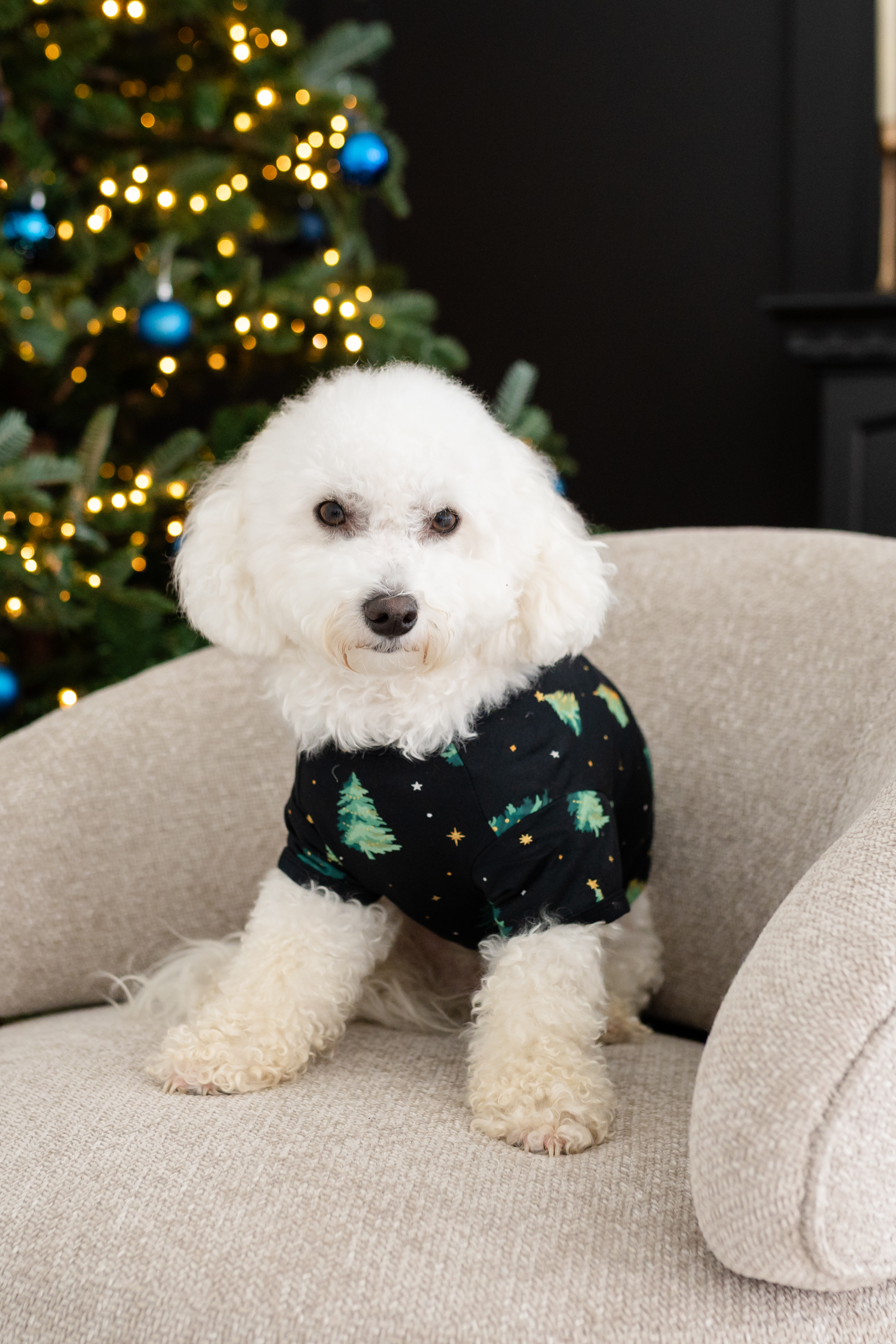 Small white dog sitting on a chair in front of a Christmas tree wearing the Dog Tee in Twinkle Tree