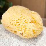 The Kyte Living Sea Sponge shown dry on a natural stone