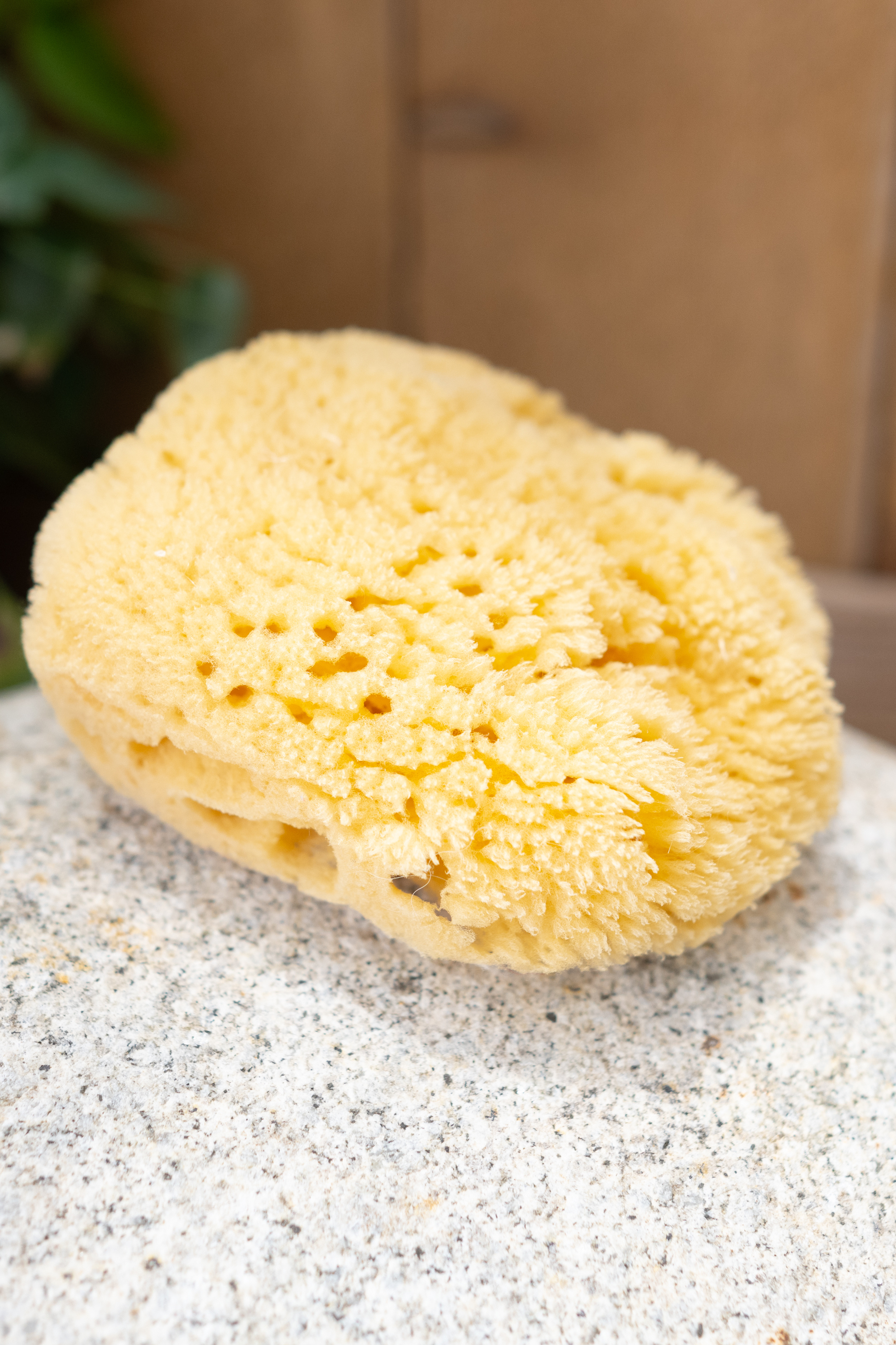 The Kyte Living Sea Sponge shown dry on a natural stone
