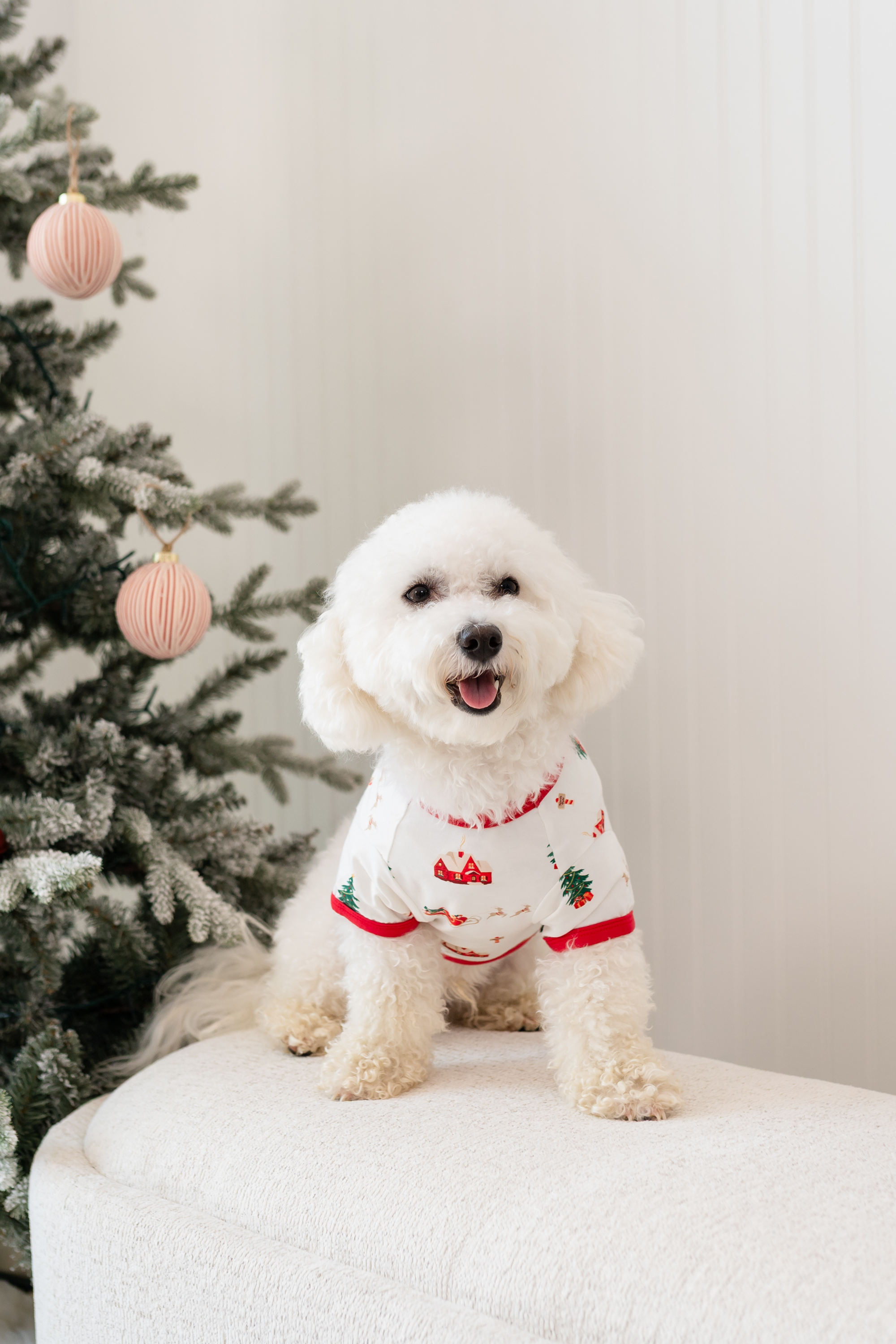A white dog sitting on a cream colored couch wearing the Dog Tee in Santa Sleigh