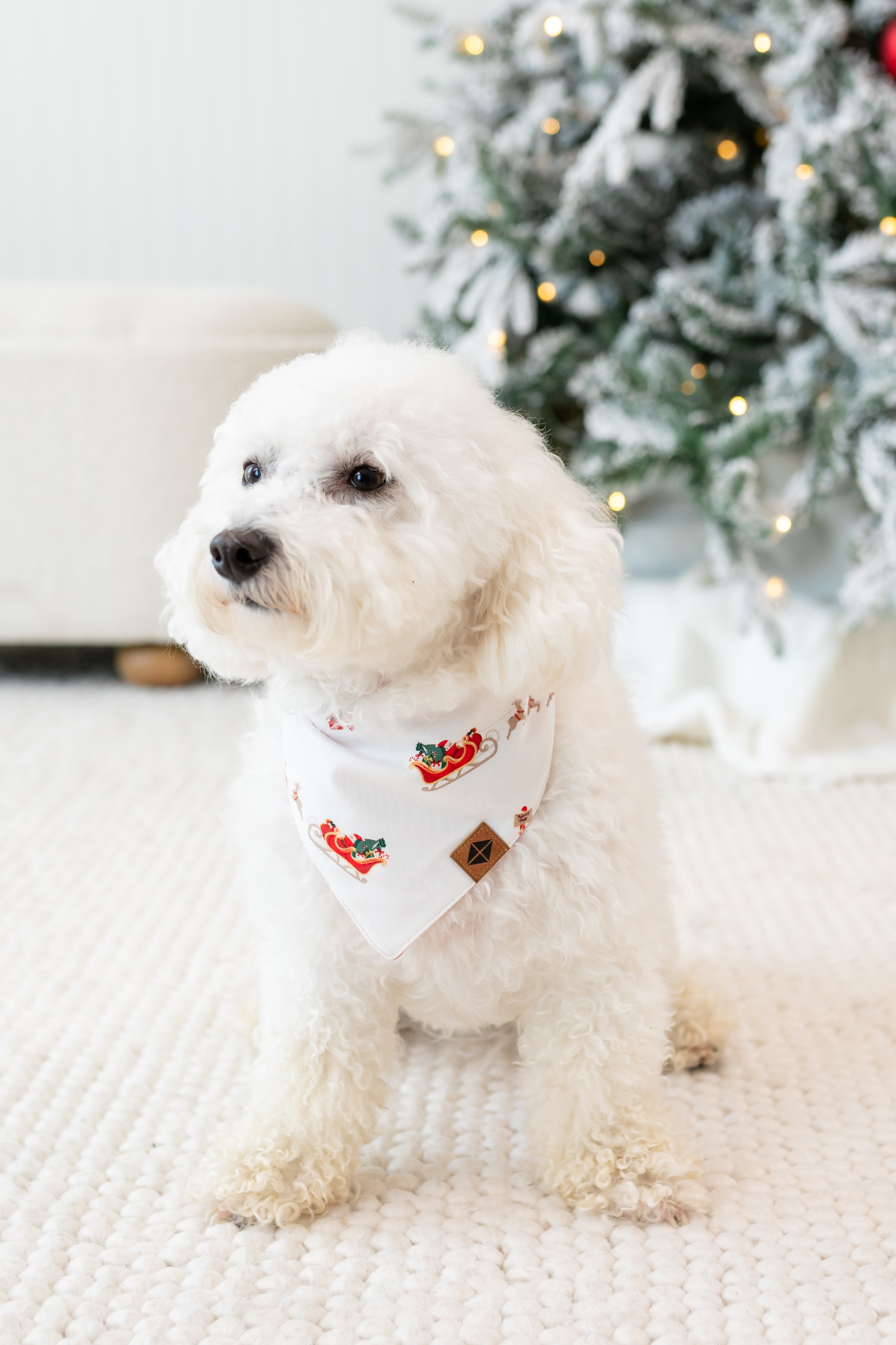 Small white dog wearing the Dog Bandana in Santa Sleigh