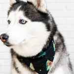 Black and white Husky wearing the Dog Bandana in Twinkle Tree