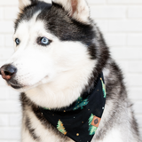 Black and white Husky wearing the Dog Bandana in Twinkle Tree