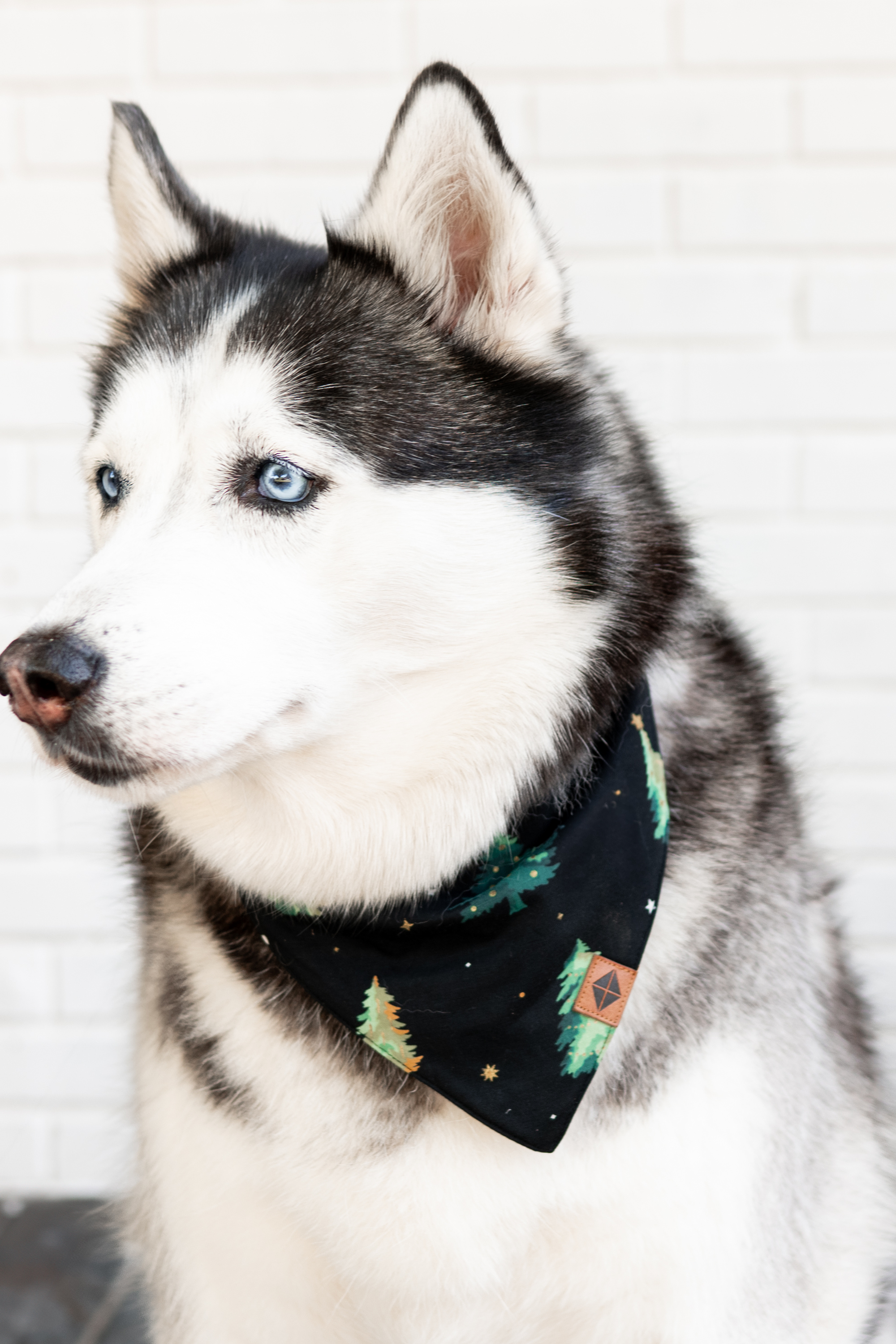 Black and white Husky wearing the Dog Bandana in Twinkle Tree