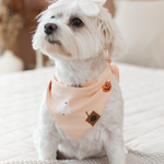 Small white dog wearing an orange bandana with Halloween-themed designs on a bed.