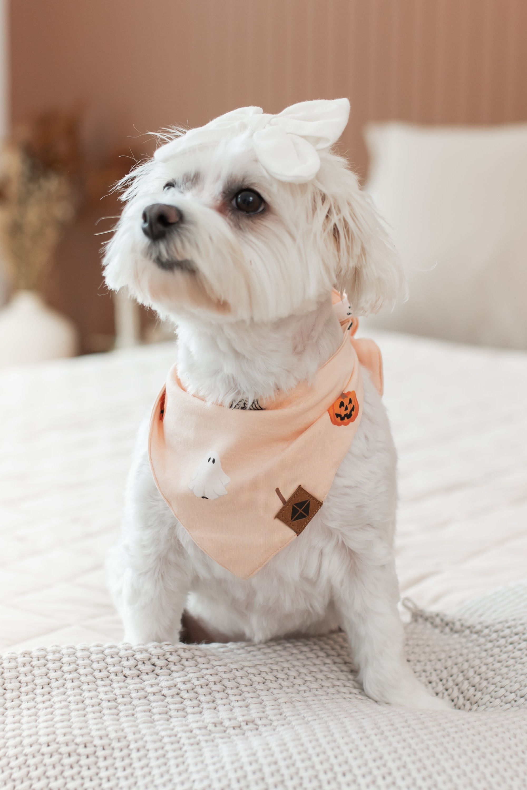 Small white dog wearing an orange bandana with Halloween-themed designs on a bed.