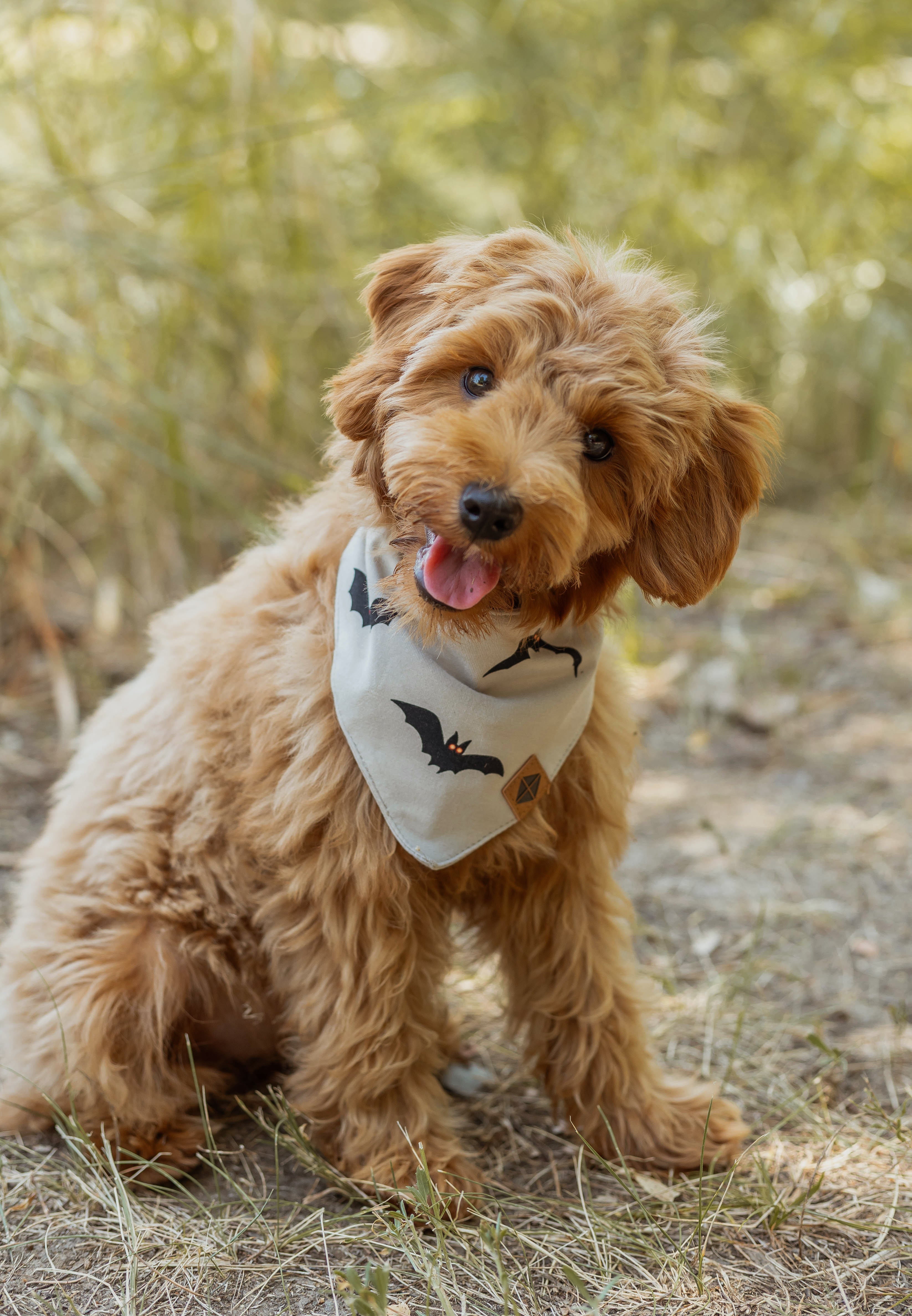 Brown dog wearing Dog Bandana in Bats print on a grass