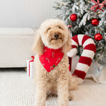 Medium sized dog standing in front of a decorated Christmas tree wearing the Dog Bandana in Candy Cane