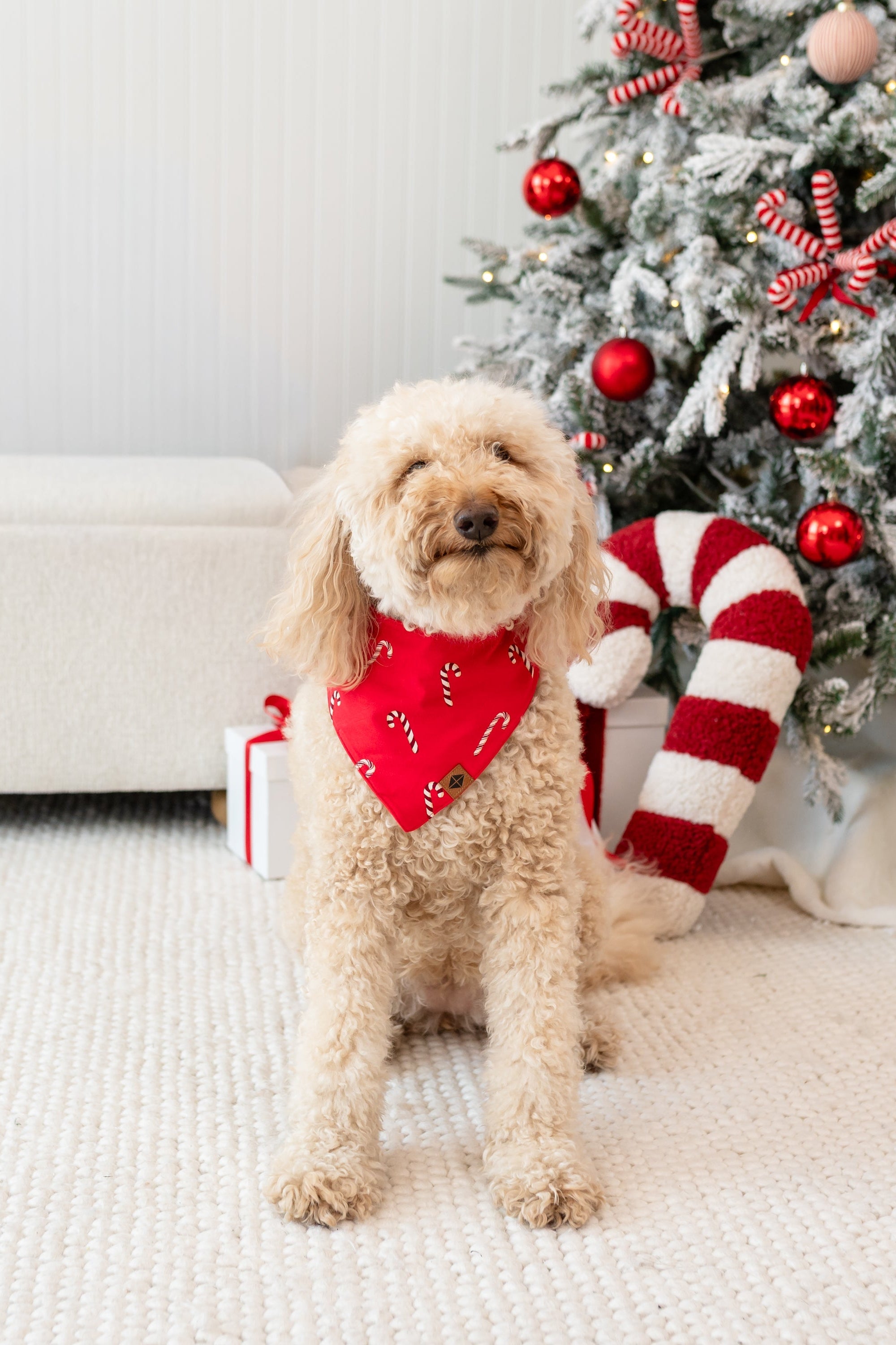 Medium sized dog standing in front of a decorated Christmas tree wearing the Dog Bandana in Candy Cane