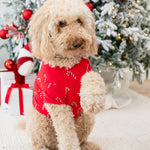 Medium sized dog wearing the Dog Tee in Candy Cane standing on a cream carpet in front of a decorated Christmas Tree