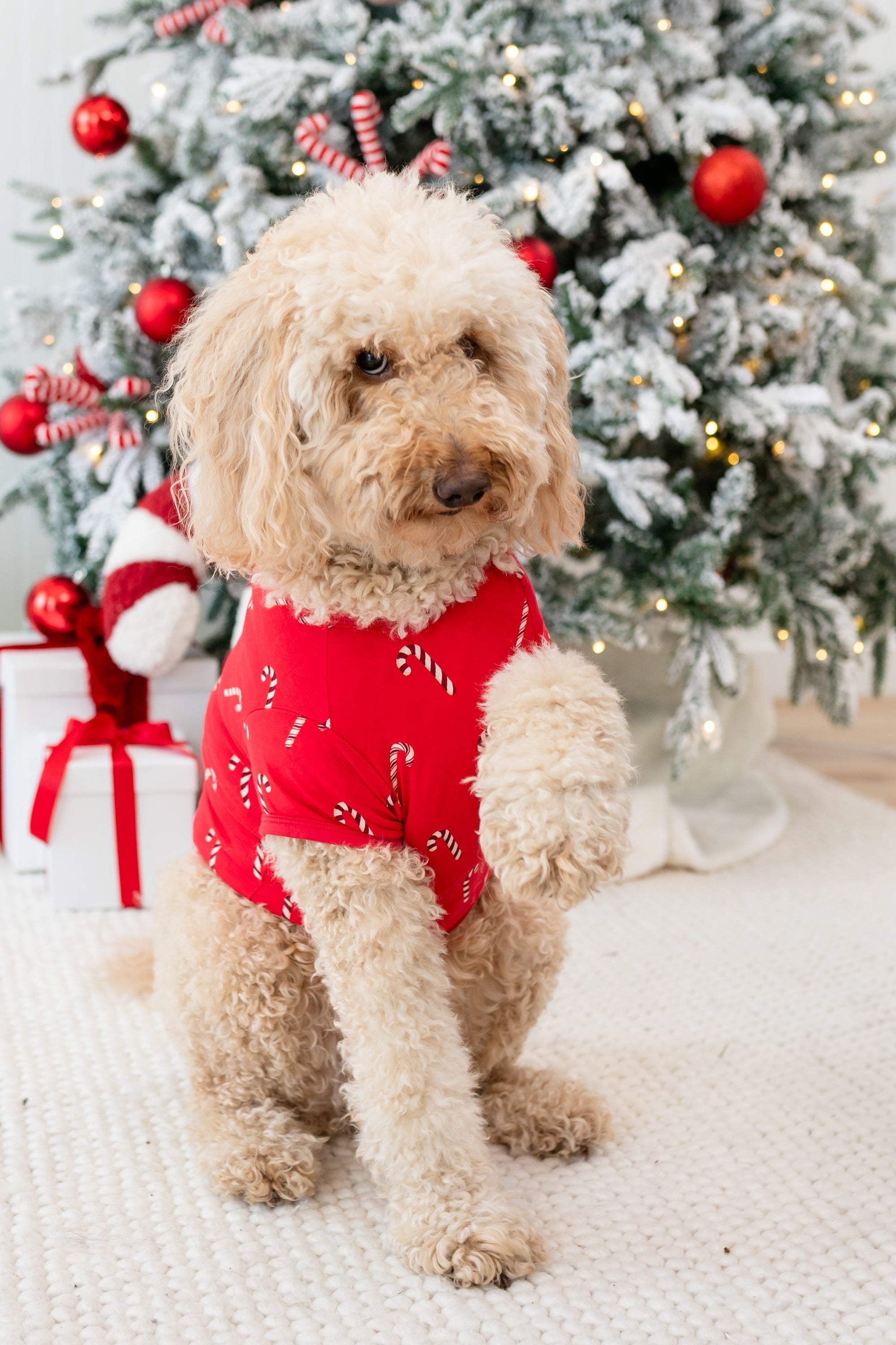 Medium sized dog wearing the Dog Tee in Candy Cane standing on a cream carpet in front of a decorated Christmas Tree