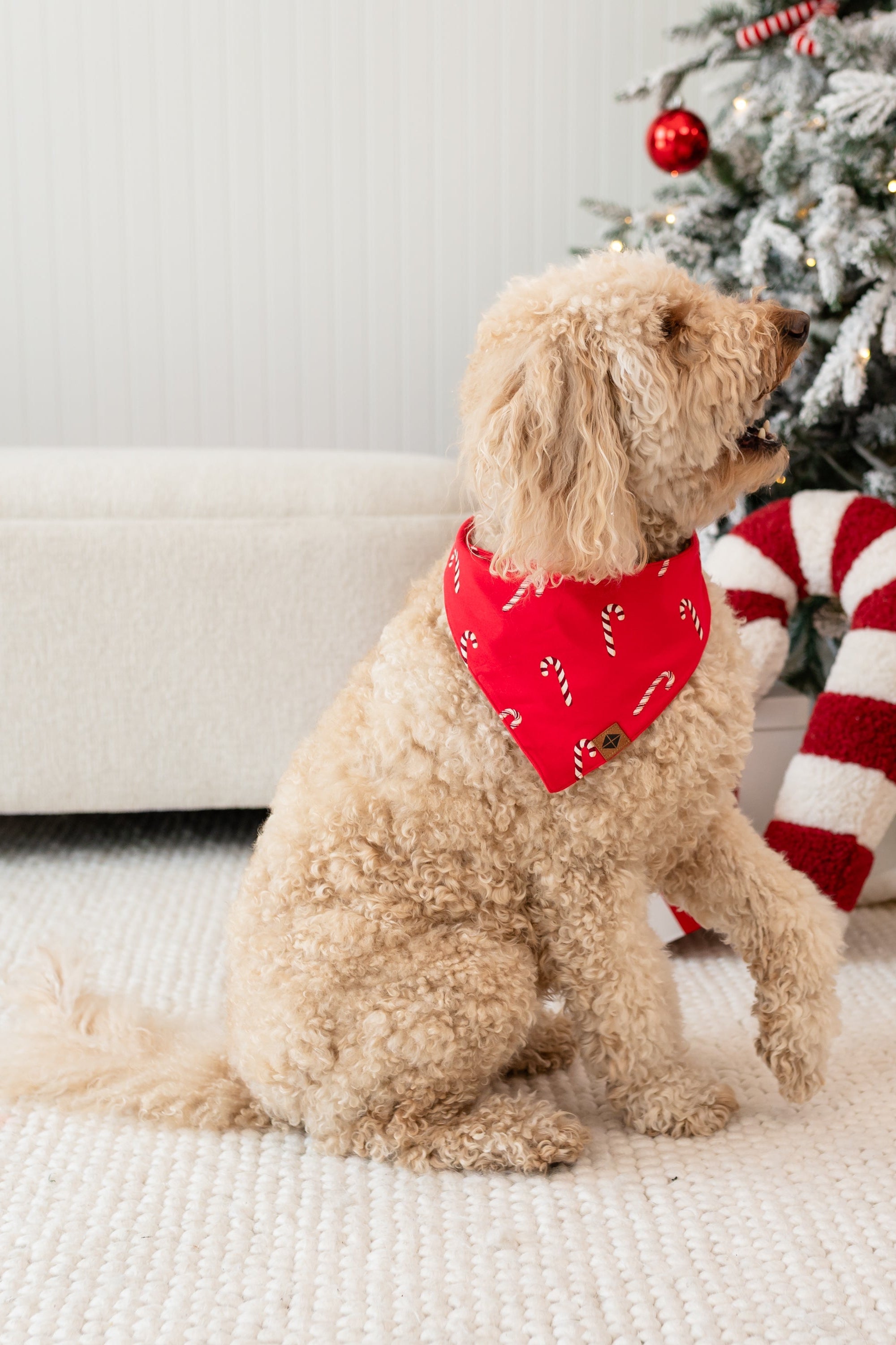 Medium sized dog sitting on a cream carpet in front of a decorated Christmas tree facing the right wearing the Dog Bandana in Candy Cane