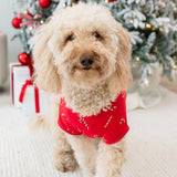 Medium sized dog walking on a cream carpet in front of a decorated Christmas tree wearing the Dog Tee in Candy Cane