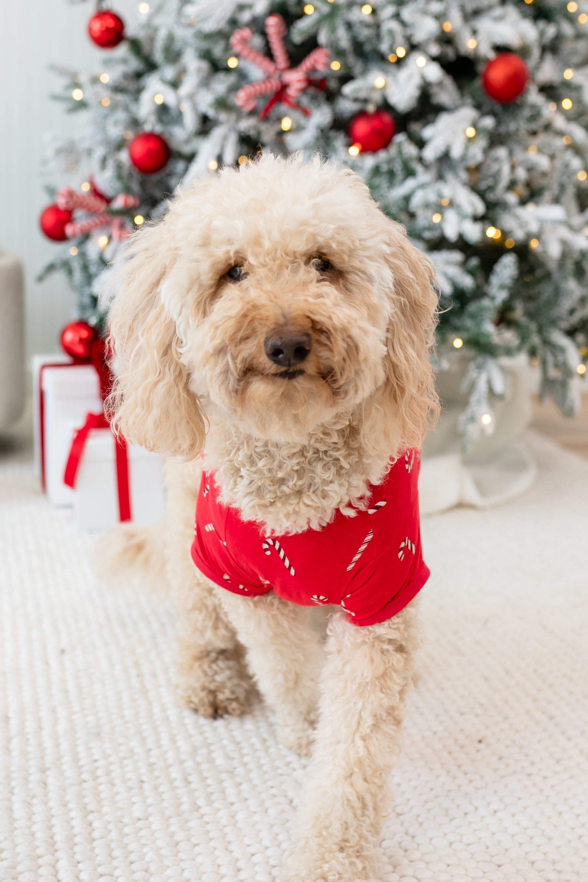 Medium sized dog walking on a cream carpet in front of a decorated Christmas tree wearing the Dog Tee in Candy Cane