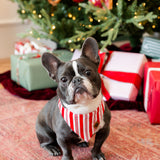 Dog wearing Dog Bandana in red and white Peppermint Stripes print with Christmas tree and presents in the background