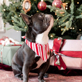 Dog wearing Dog Bandana in red and white Peppermint Stripes print with Christmas tree and presents in the background