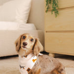 A dapple dachshund wearing the Dog Bandana in Dachund sitting on a cream rug in front of a white bed and natural dresser 