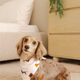 A dapple dachshund wearing the Dog Bandana in Dachund sitting on a cream rug in front of a white bed and natural dresser 