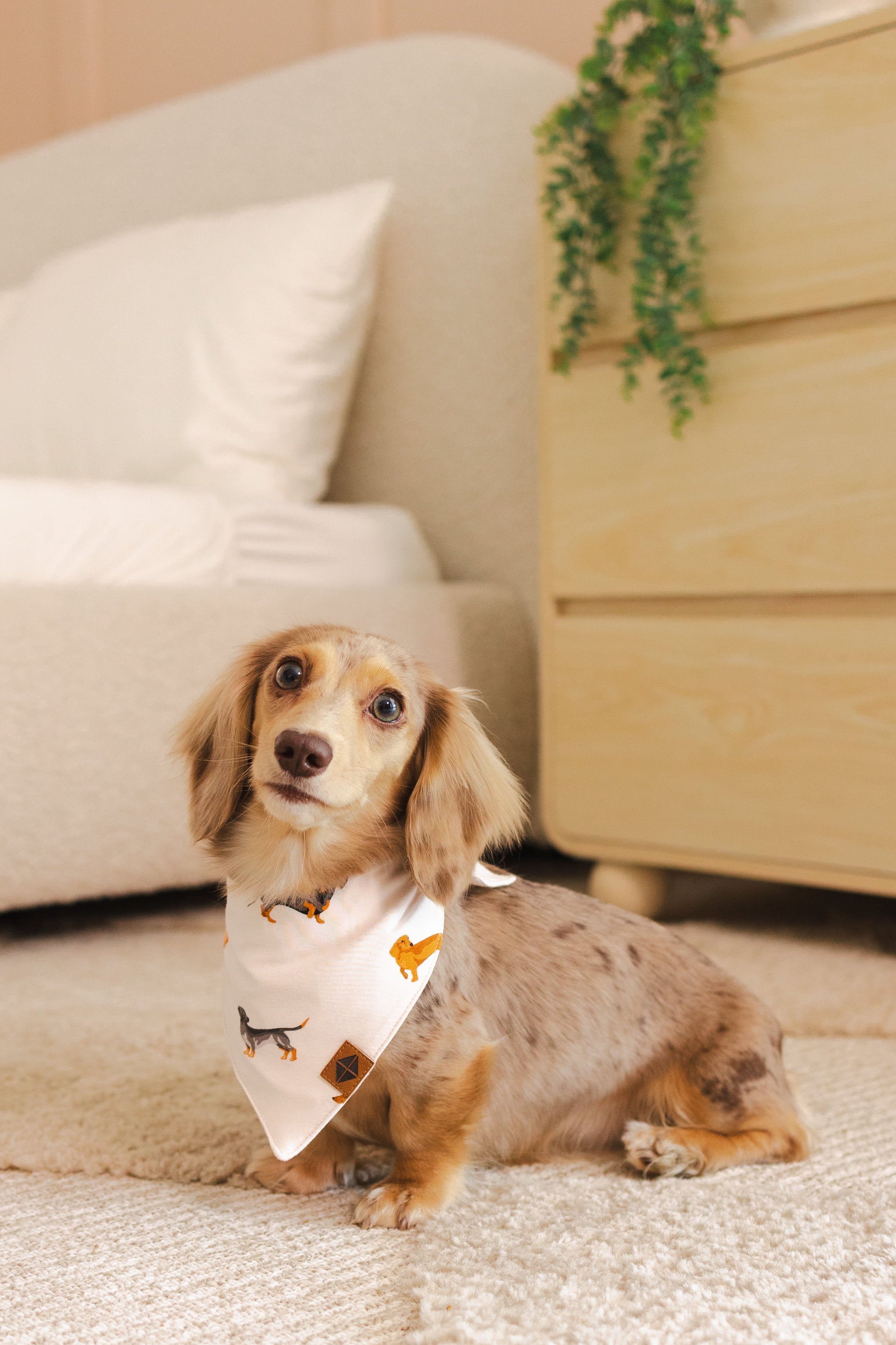 A dapple dachshund wearing the Dog Bandana in Dachund sitting on a cream rug in front of a white bed and natural dresser 