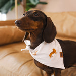 A chocolate and tan dachshund wearing the Dog Bandana in Dachshund while sitting on a camel leather couch with greenery in the background 