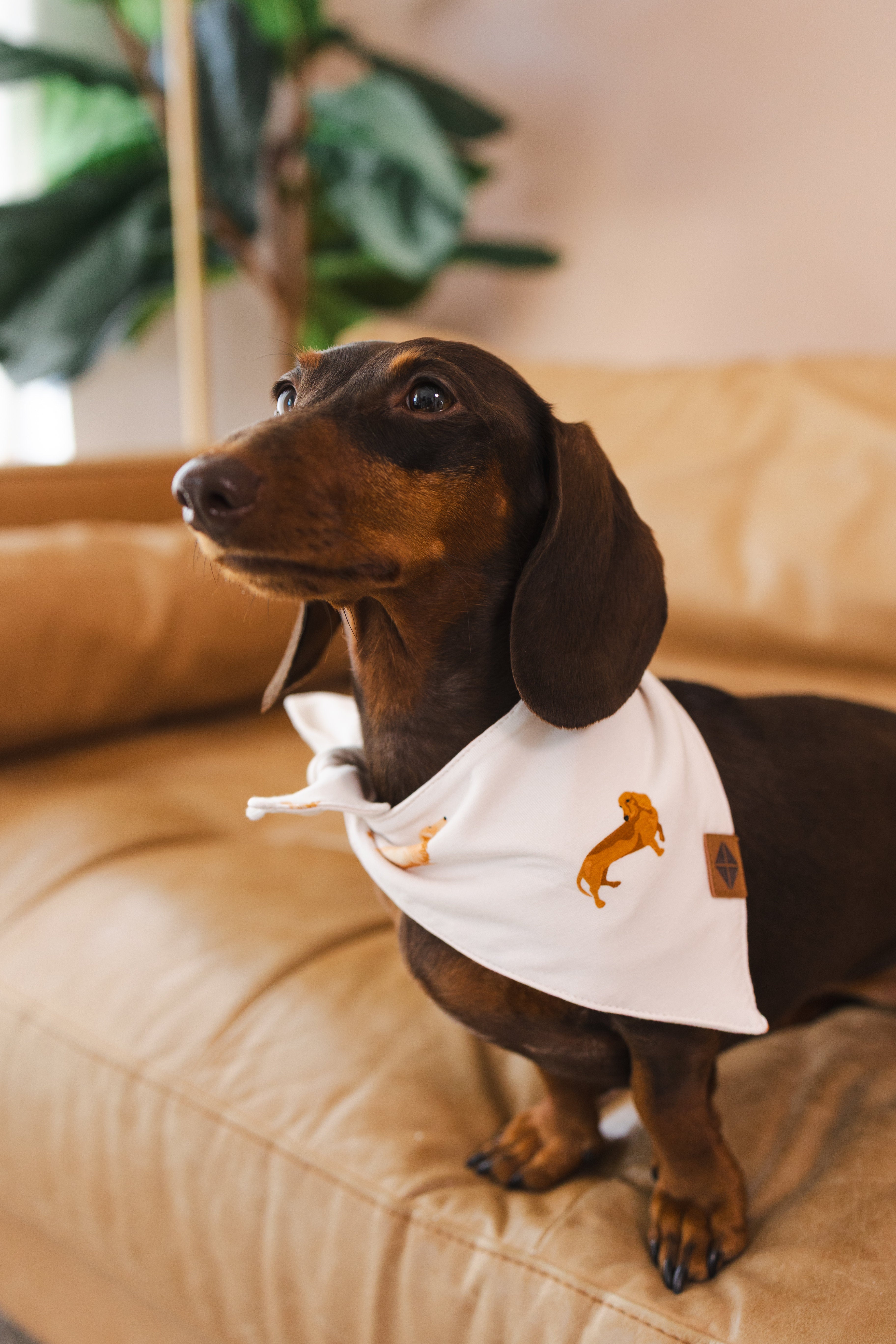 A chocolate and tan dachshund wearing the Dog Bandana in Dachshund while sitting on a camel leather couch with greenery in the background 