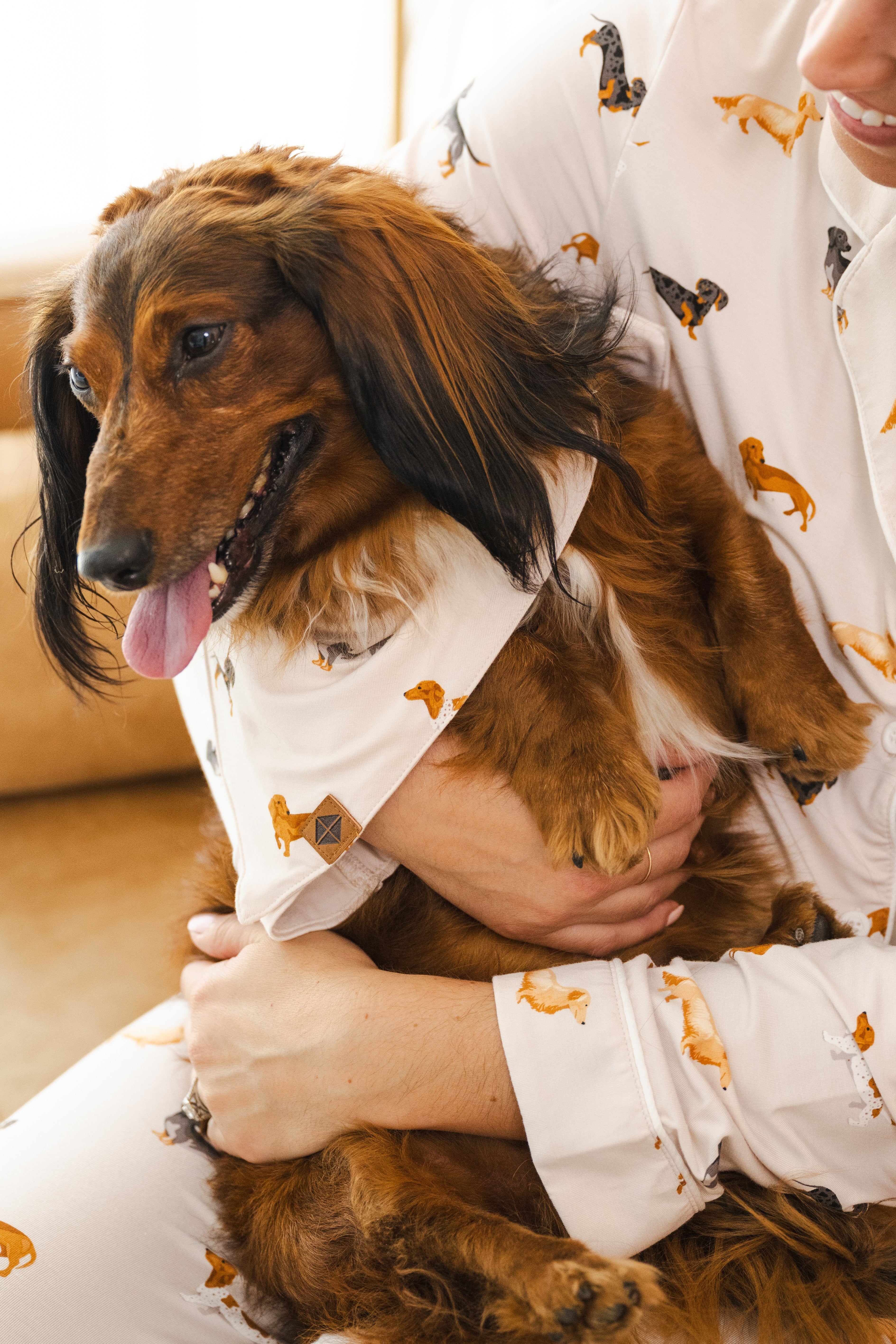 A long-haired dachshund wearing  the Dog Bandana in Dachshund while being held in the arms of a model wearing matching pajamas