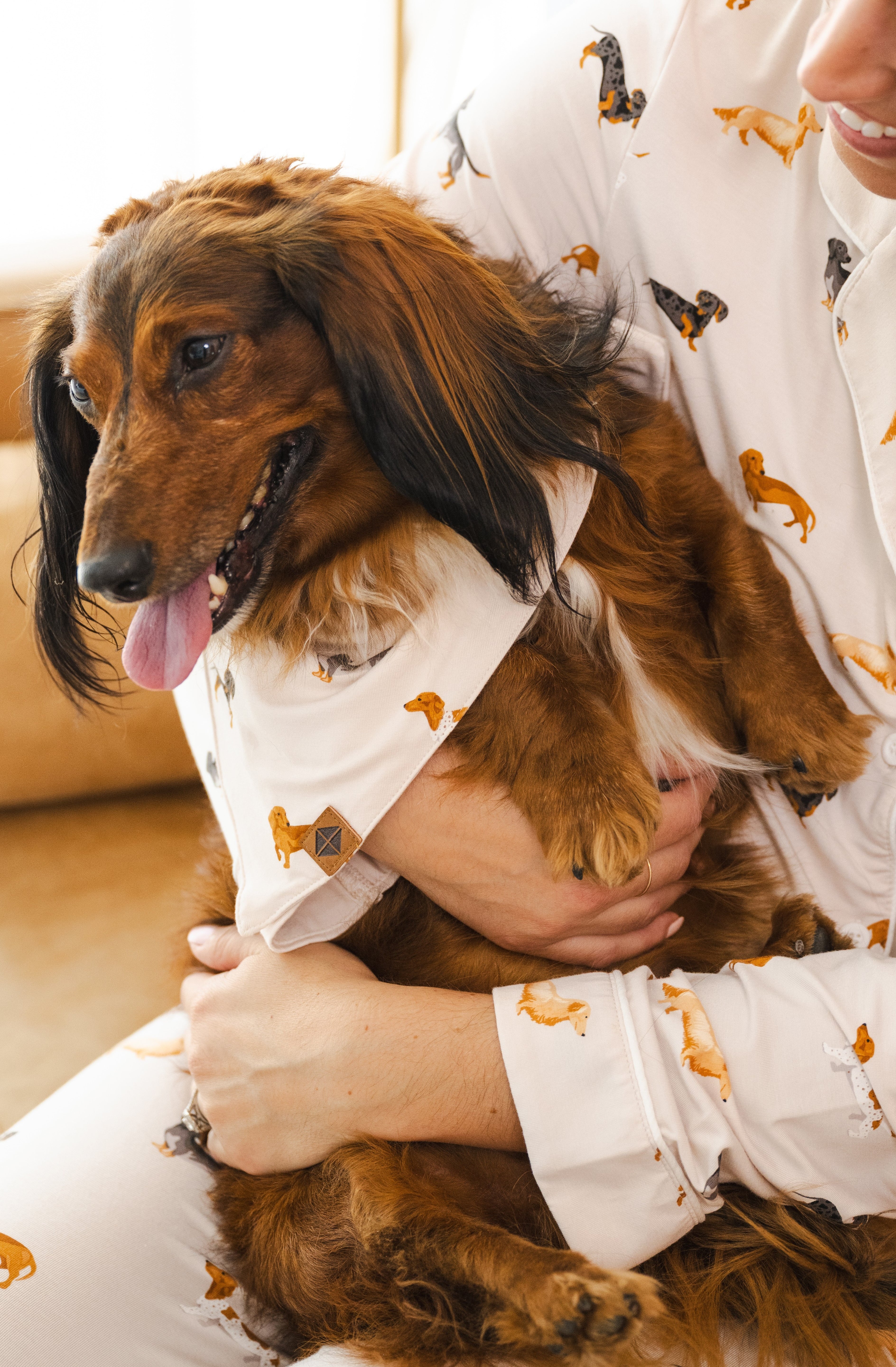 A long-haired dachshund wearing  the Dog Bandana in Dachshund while being held in the arms of a model wearing matching pajamas