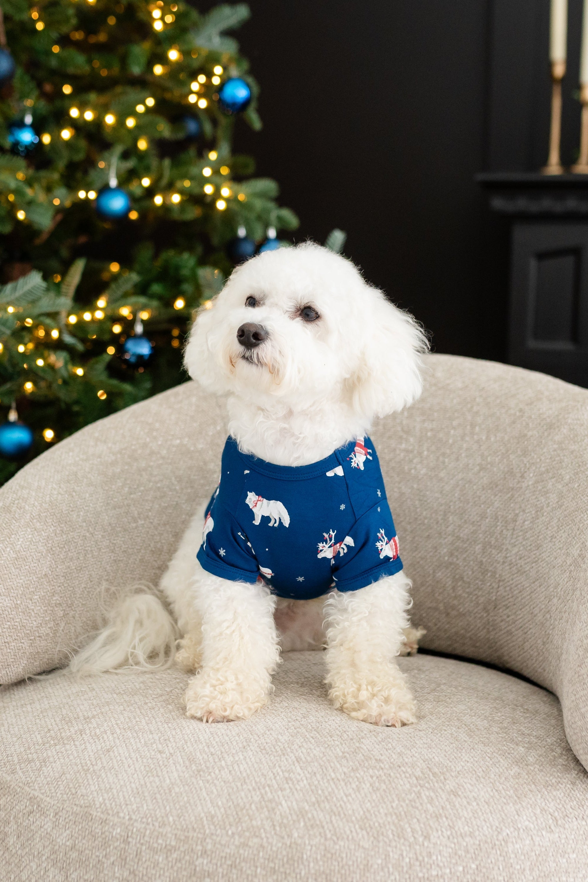 Small white dog sitting on a cushioned chair wearing the Dog Tee in Frosty Friends