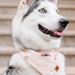 Side view of a husky wearing the Dog Bandana in Gilmore Girls
