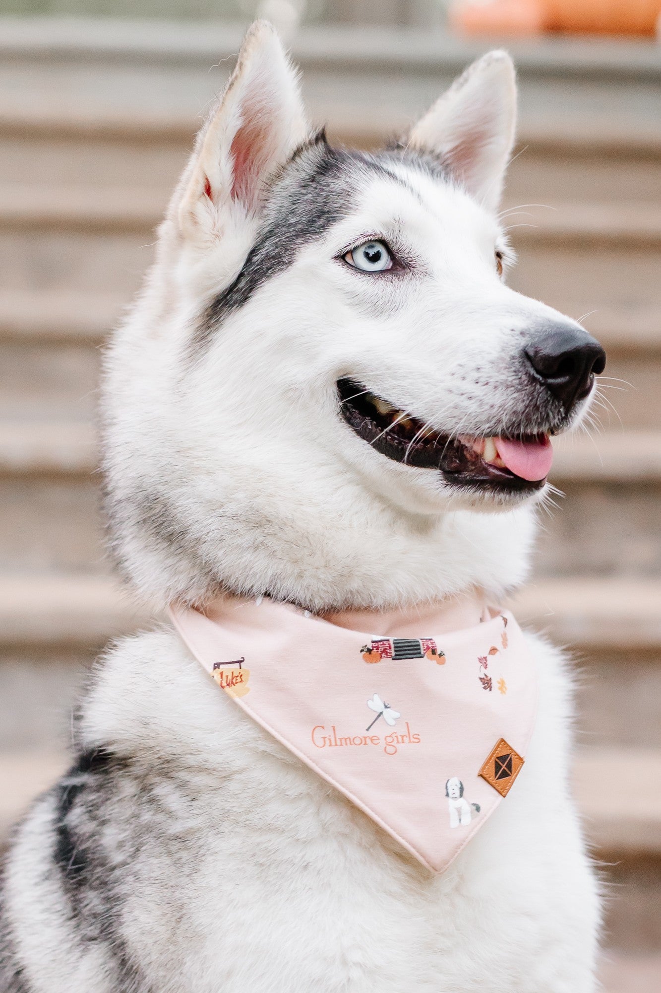 Side view of a husky wearing the Dog Bandana in Gilmore Girls