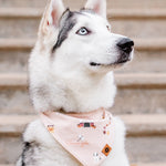 Husky looking upwards wearing the  Dog Bandana in Gilmore Girls in front of stairs