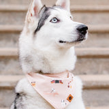 Husky looking upwards wearing the  Dog Bandana in Gilmore Girls in front of stairs