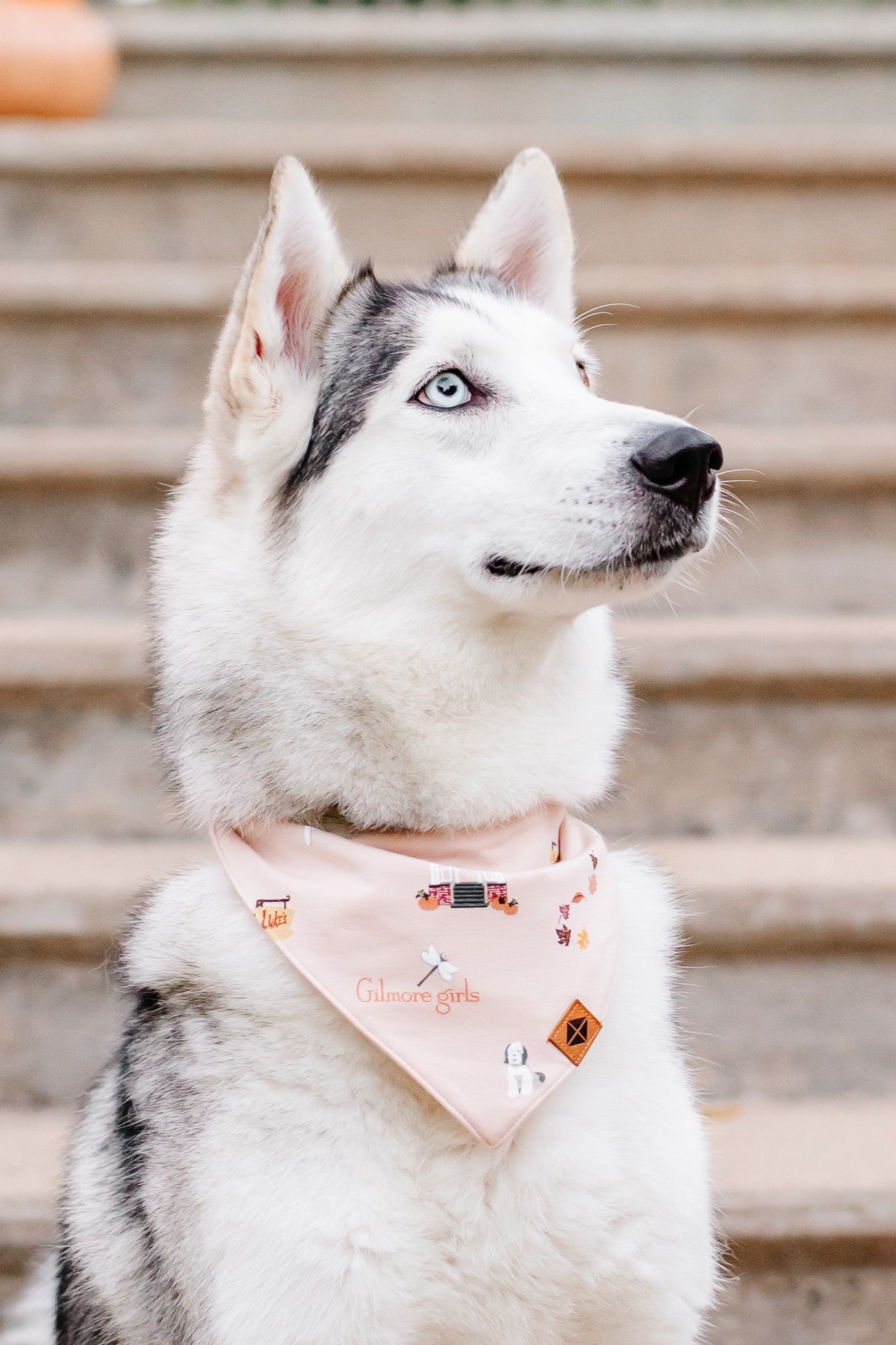 Husky looking upwards wearing the  Dog Bandana in Gilmore Girls in front of stairs