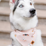 Husky dog wearing the Dog Bandana in Gilmore Girls