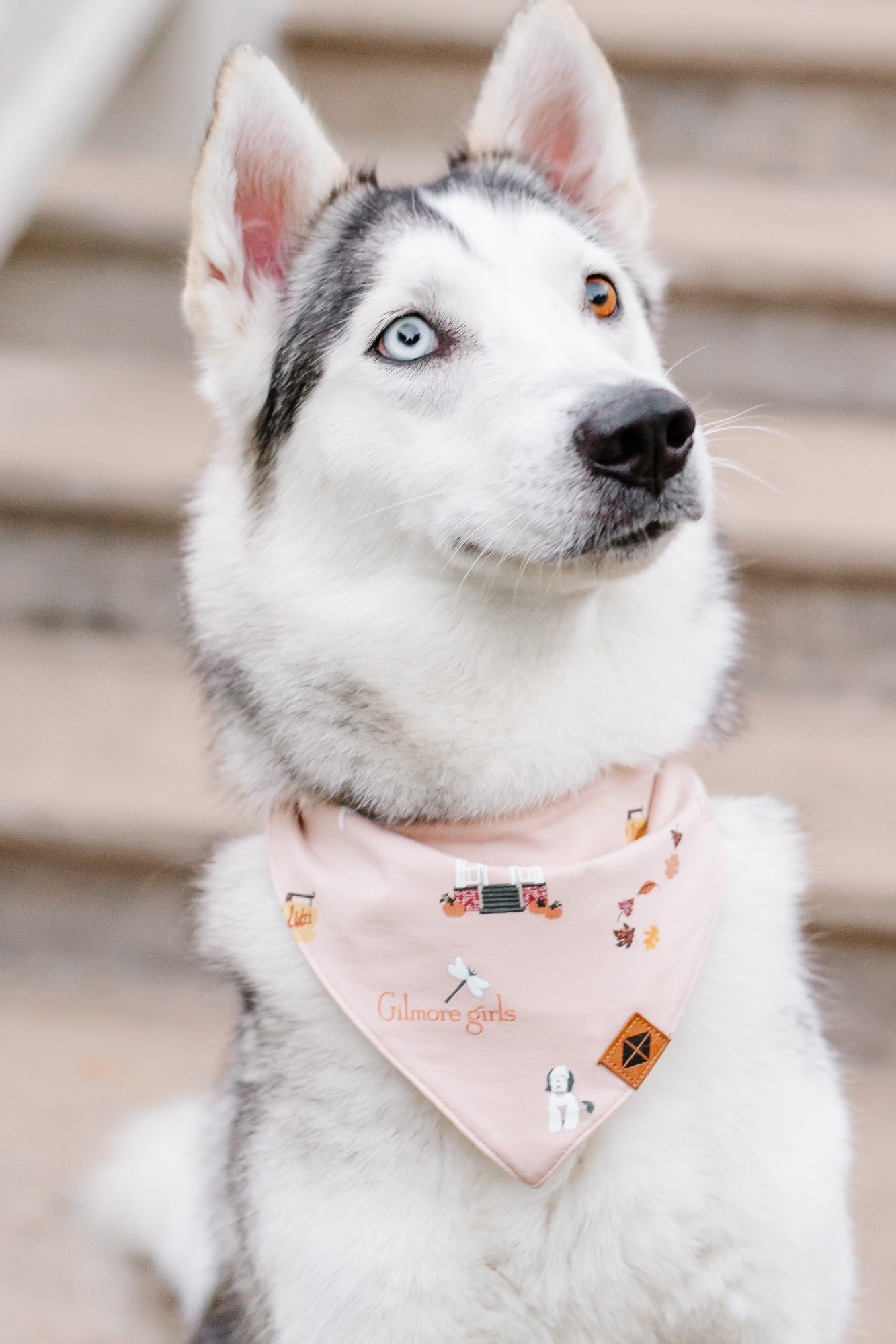 Husky dog wearing the Dog Bandana in Gilmore Girls