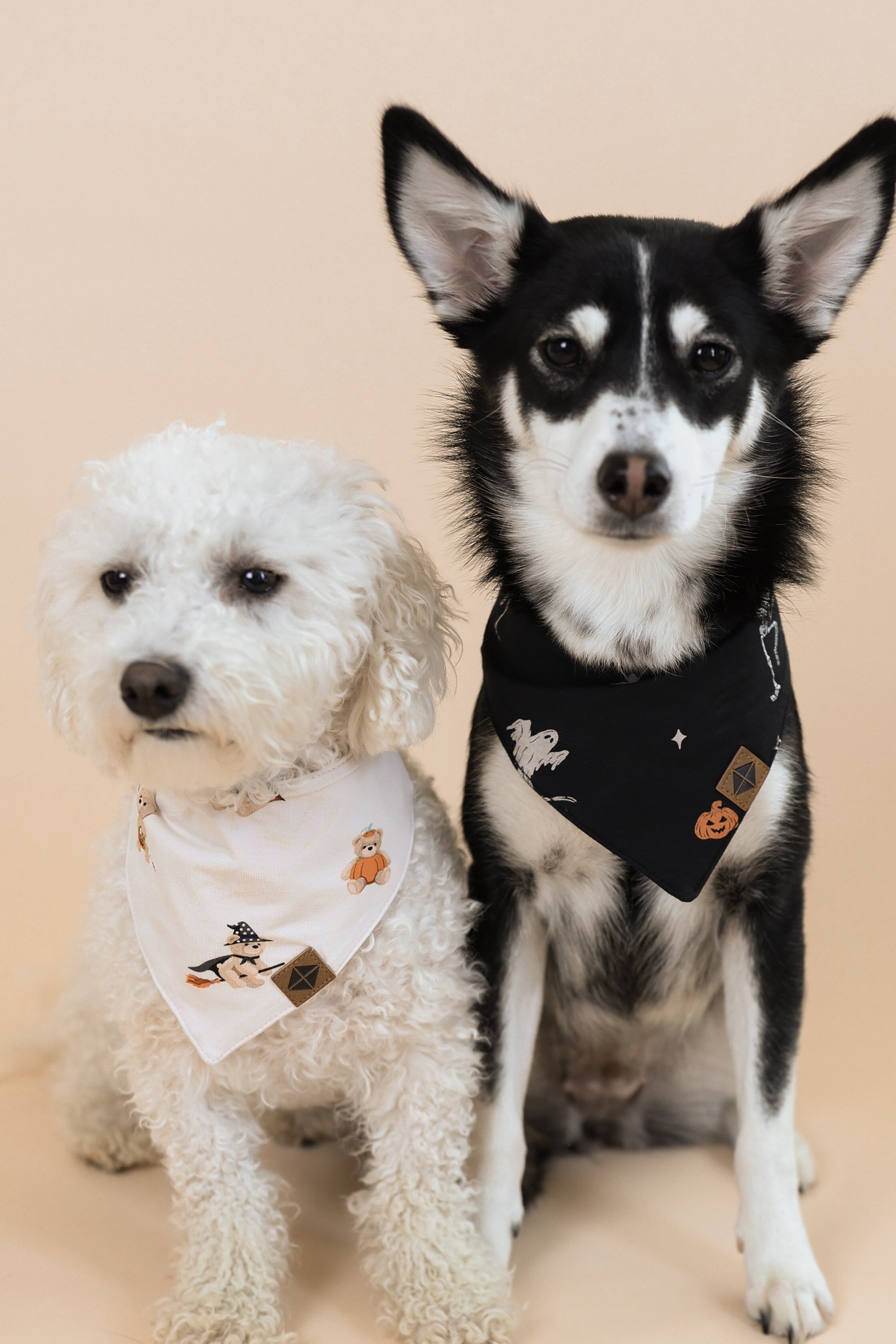 Black and white Dog wearing Dog Bandana in Halloween Teddy print with another white dog wearing a Dog bandana in Halloween Teddy print on a beige background