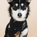 Black and White dog wearing Dog Bandana in Halloween Friends print on a beige background