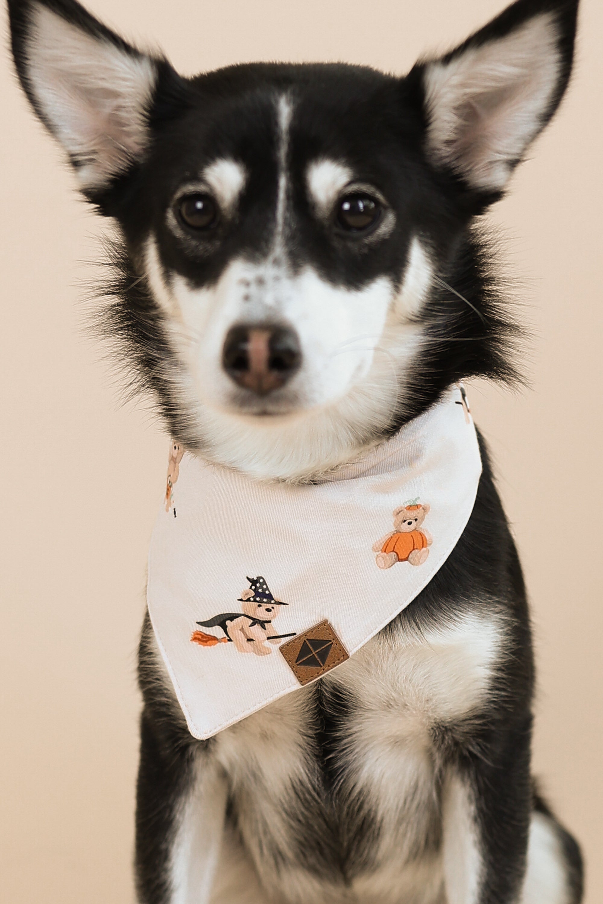 Black and white Dog wearing Dog Bandana in Halloween Teddy print on a beige background