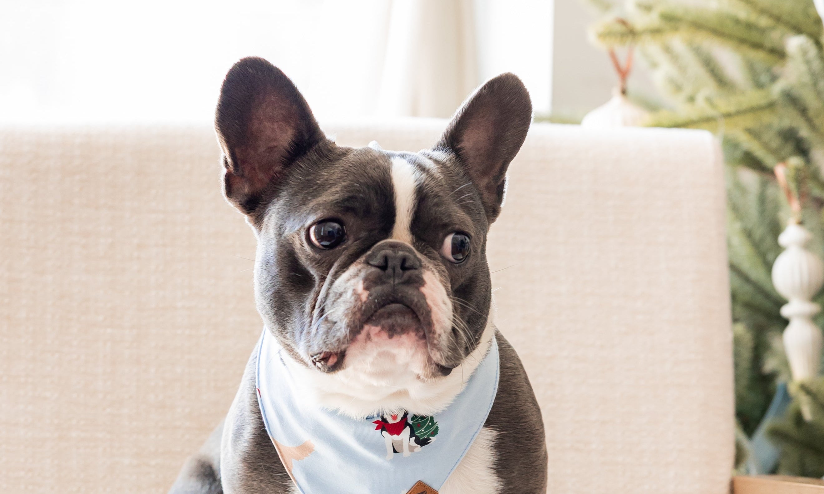 Dog wearing Dog Bandana in Holiday Pups print while sitting on a white chair