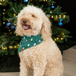 Medium sized dog sitting wearing the Dog Bandana in Merry and Bright in front of a decorated Christmas Tree