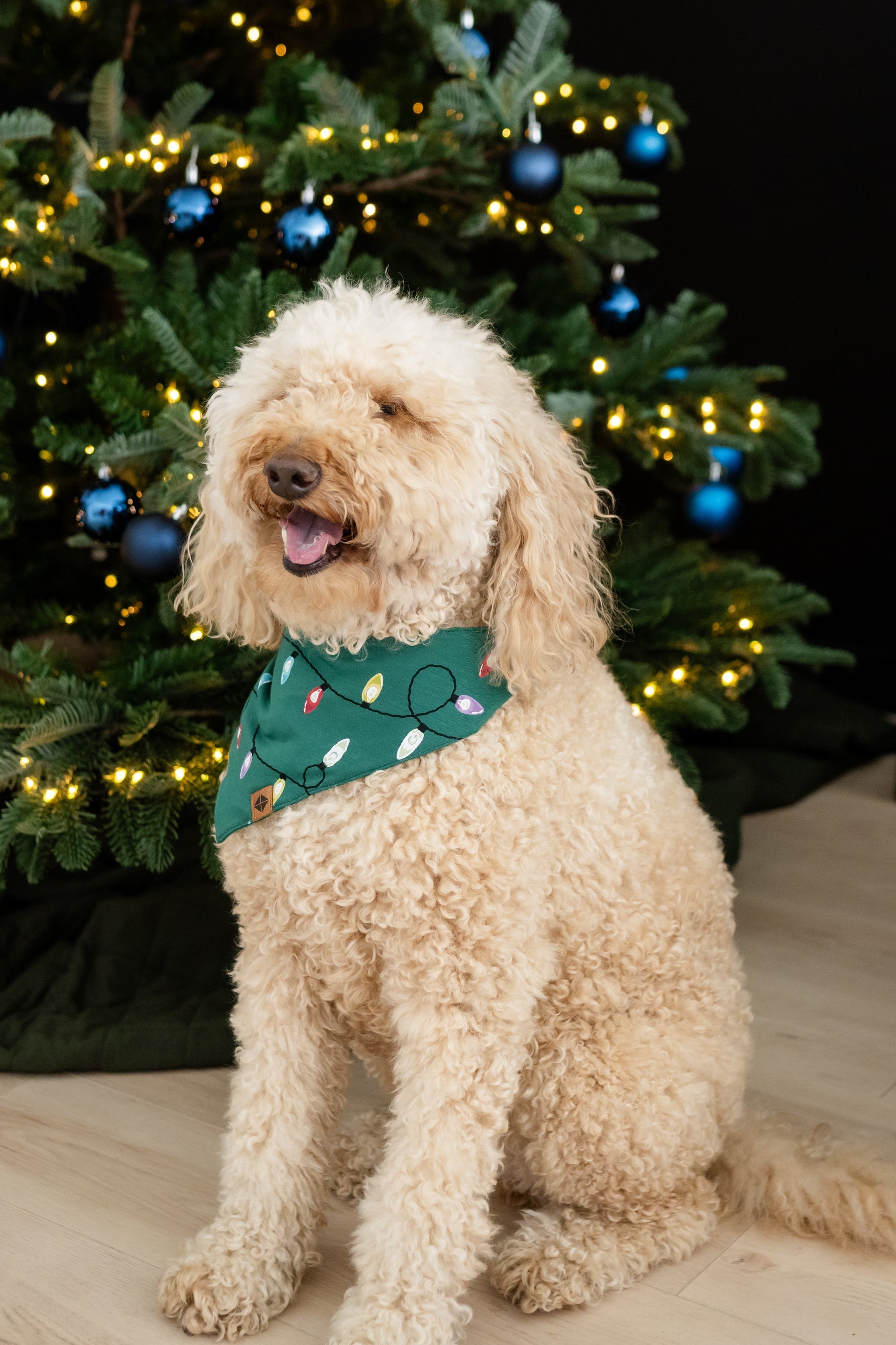 Medium sized dog sitting wearing the Dog Bandana in Merry and Bright in front of a decorated Christmas Tree