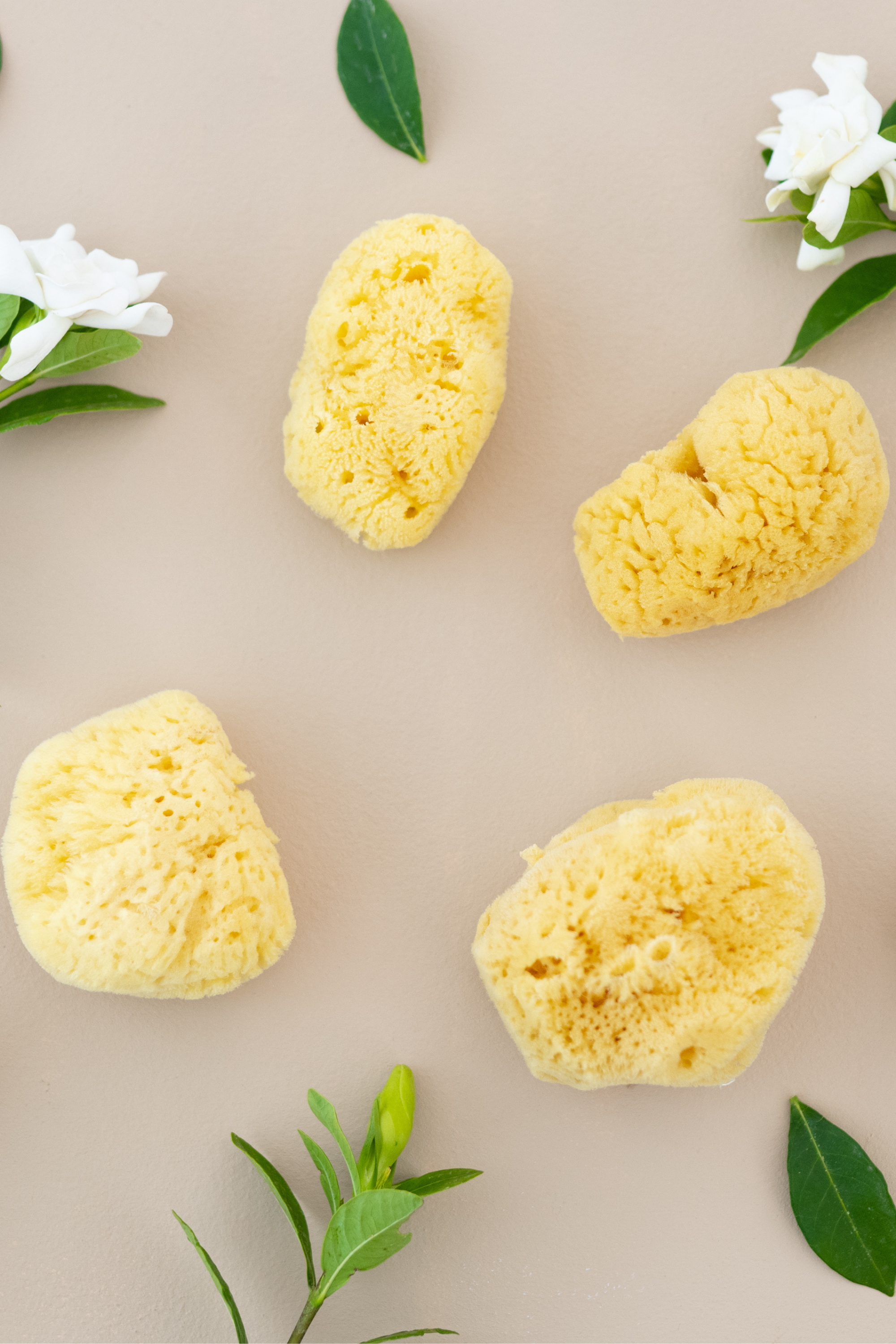 Face Sea Sponge - 4 Pack Bundle shown next to greenery and white flowers
