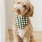 Dog wearing a green checkered bandana sitting on a wooden floor.