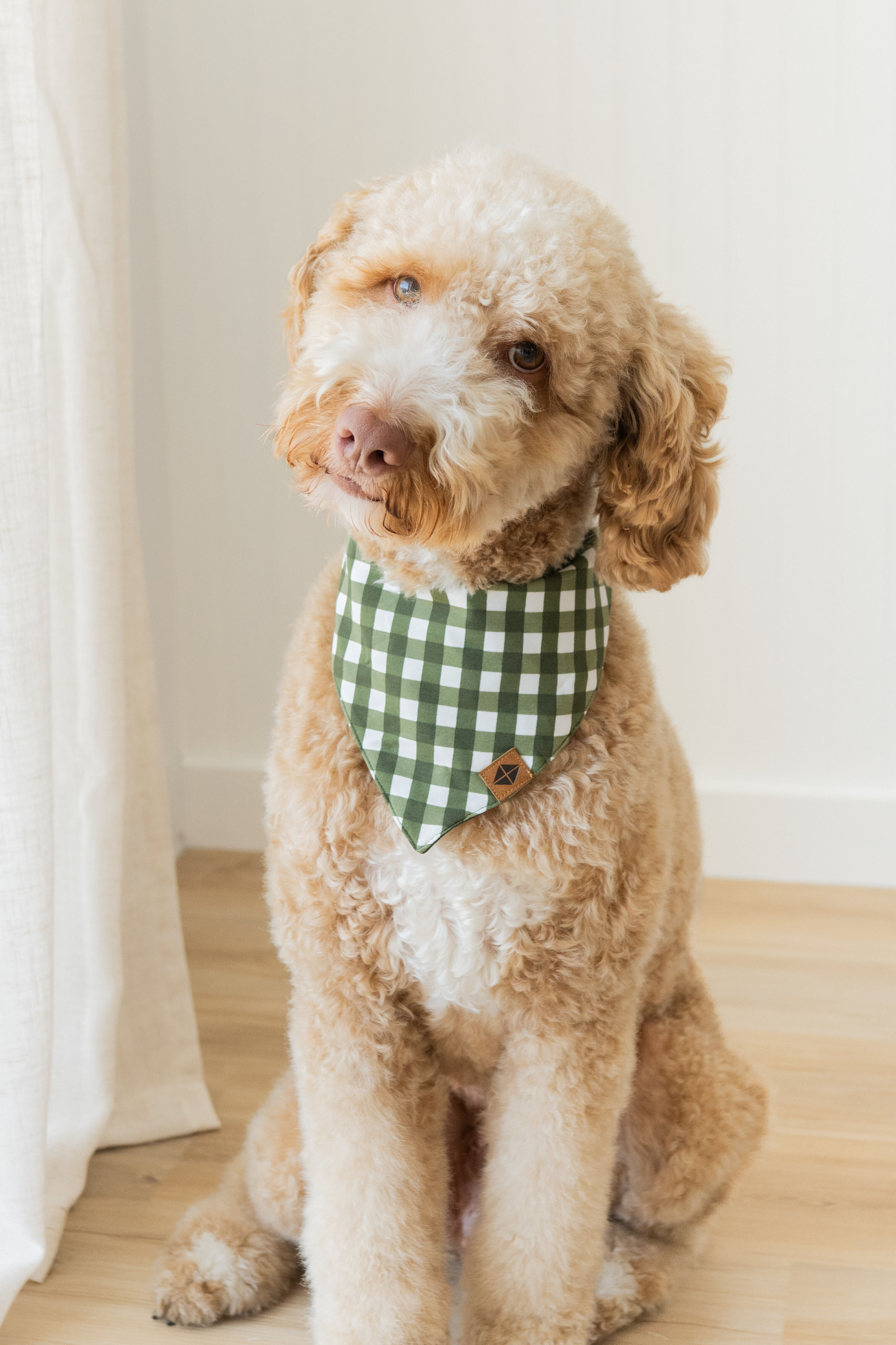 Dog wearing a green checkered bandana sitting on a wooden floor.