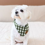 Small white dog wearing a green checkered bandana sitting on a white surface.