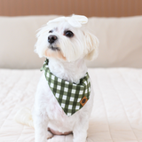 Small white dog wearing a green checkered bandana sitting on a white surface.